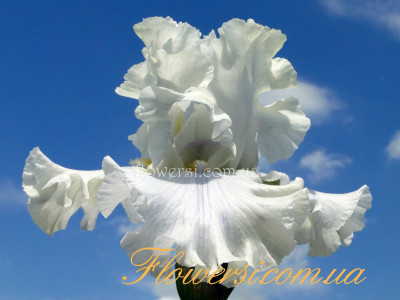 Ирис Дестинг тэ Данс  (Destined to Dance)