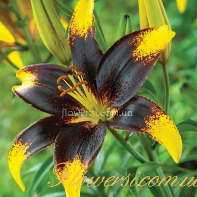 Лілія азіатська Tango- Лайон Харт.