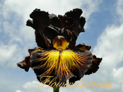 Ирис Tаскен Саммер (Tuscan Summer)