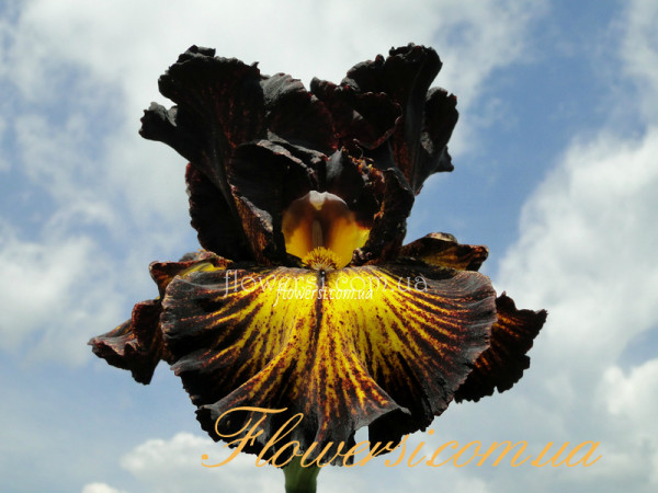 Ирис Tаскен Саммер (Tuscan Summer)