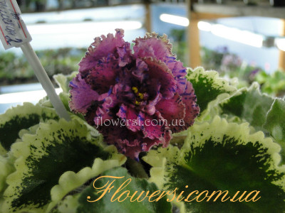 Фиалка ЛЕ-Астрея