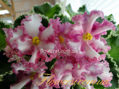 Фиалка ЛЕ-Изящный Век