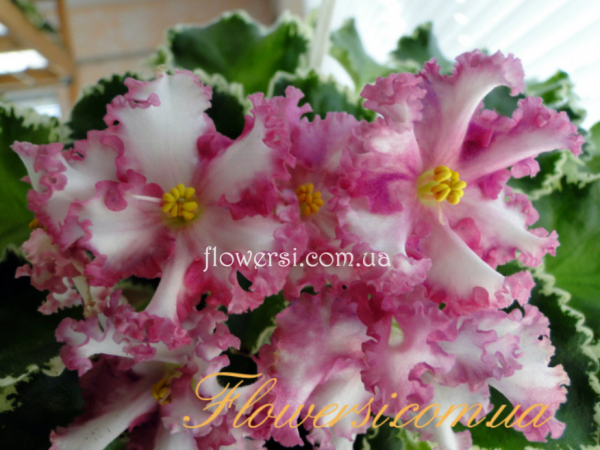 Фиалка ЛЕ-Изящный Век