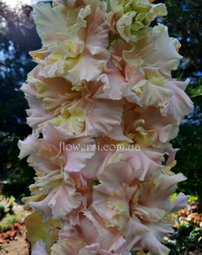 Гладiолус Буран в степi 