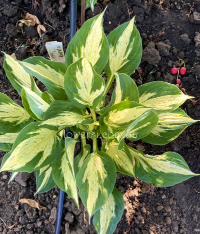 Хоста Revolution (Революшн)