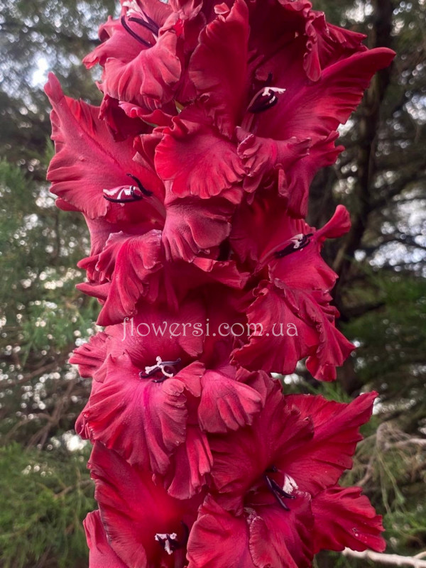 Гладіолус   Алексей - новинка коллекций