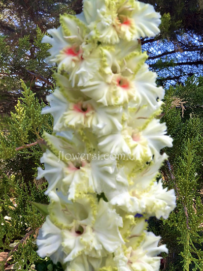  Гладiолус Эльф (Шевченко)