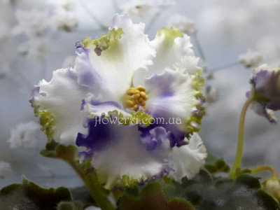 Фиалка НК-Французький Бульвар 