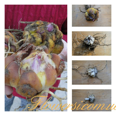 Розміри цибулин Лілії.