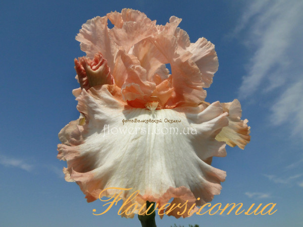  ирис Фьюче Брайд ( Future Bride) B. Blyth 2016