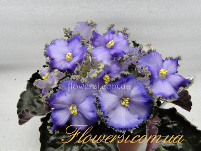 Фиалка Cajun's Royal Heir (B.Thibodeaux)