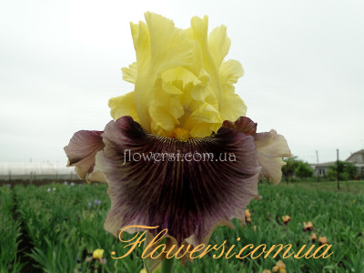 Ирис Трейше Трейдэr (Treasure Trade)