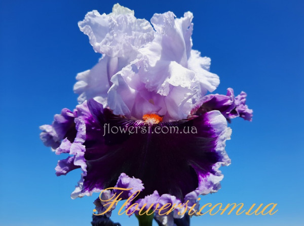 Ирис Дэрин Десептен (Daring Deception)