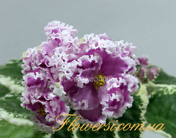 Фиалка Dn-Ольга 