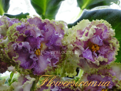 Фиалка Мария (Дадоян)