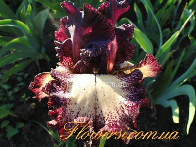 Ирис Эпицентер (Epicenter) 