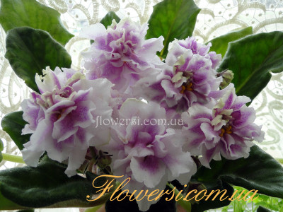 Фиалка Kings Ransom ( LLG)