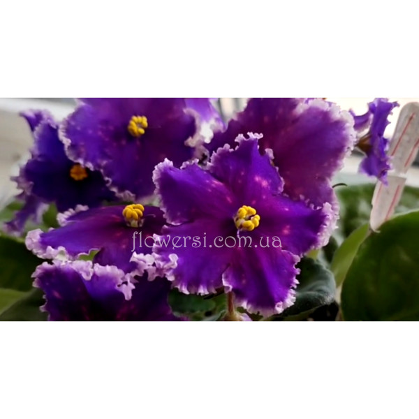  Фіалка ЕК-Капюшон Медузы