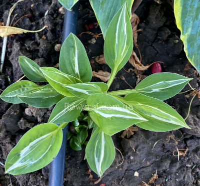 Хоста Snake Eyes (Снейк Айз) Змеиный глаз