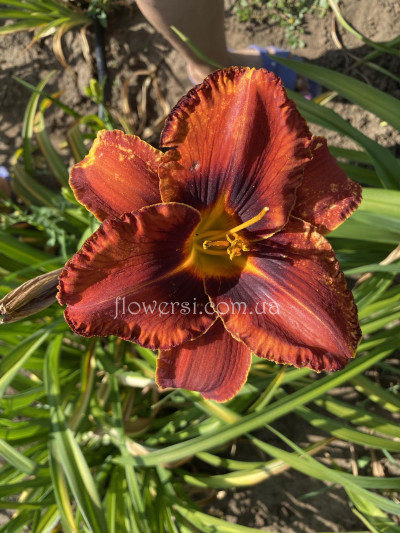 Сеянец  №8 (Сіянець Г.Витiвськой)