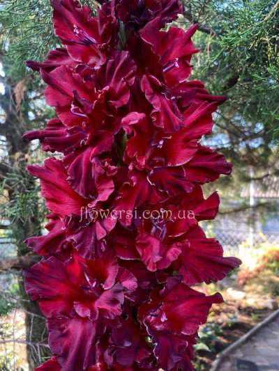 Гладіолус Марк Захаров 