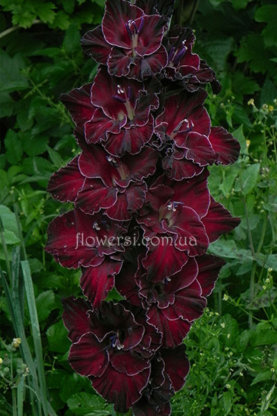  Гладiолус Падiшах 