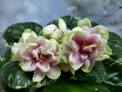 Фиалка НК-Найкраща  Подруга