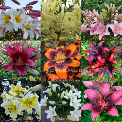 Дітка Лілії (суміш сортів)