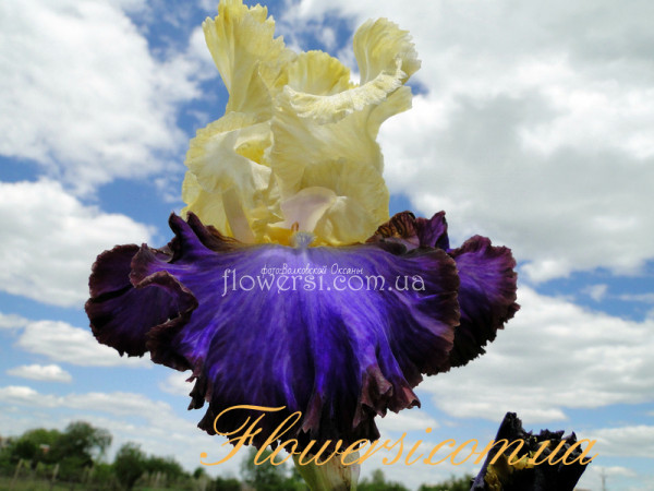  Ирис Эдвэнтурос (Adventurous) 