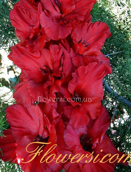 Гладiолус Бравісімо 