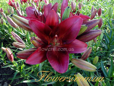 Лілія Ла гібрид -Forza Red