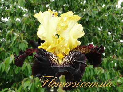 Ирис Реклес Абандон (Reckless Abandon)