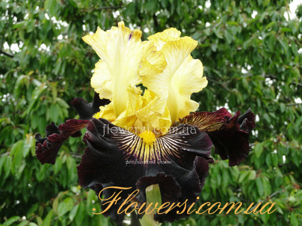 Ирис Реклес Абандон (Reckless Abandon)