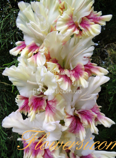 Гладiолус Atklasme  (Аткласме) 