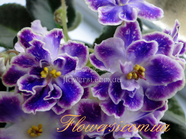 Фиалка DS-Изюм (Е.Еникеева)