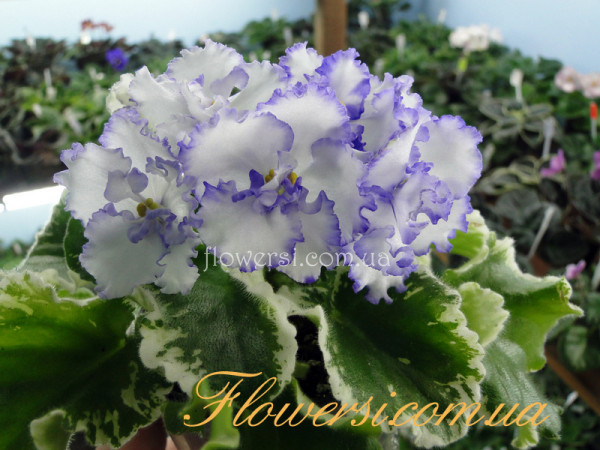  Фіалка  Ma's Arctic Sky (Robinson)