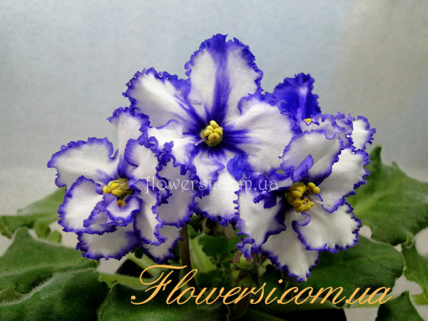 Фиалка Iceberg (Sorano)