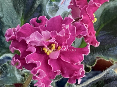 Фиалка НД-Азарина