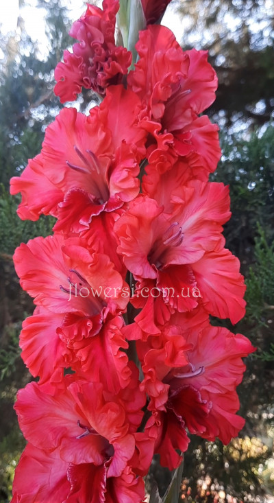  Гладiолус Бальзам на Душу 