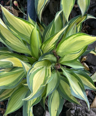 Хоста Lakeside Little Tuft