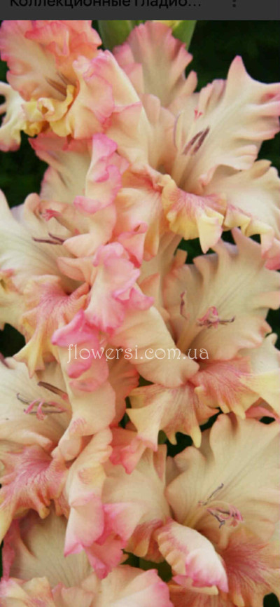  Гладiолус Крилья Ангела ( Крашенiнiков )