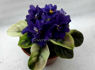 Фиалка НК-Капітан Грей (полумини)