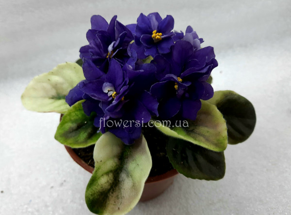 Фиалка НК-Капітан Грей (полумини)