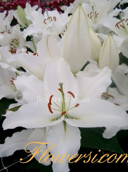  Лілія східна "Serena Madonna"