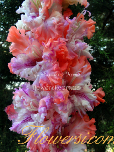 Гладiолус Кнокті Раффлз (Knocti Ruffles )