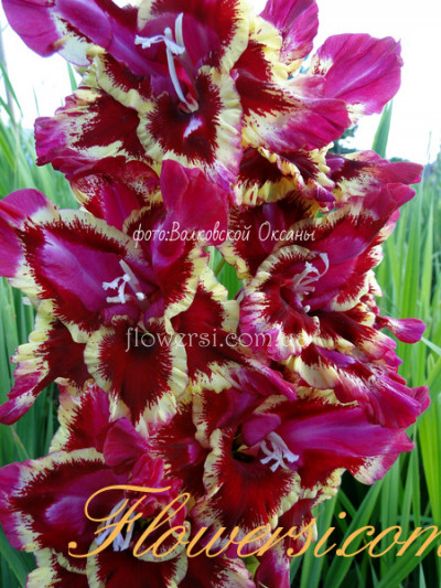 Гладiолус Вайлд Сiнг 