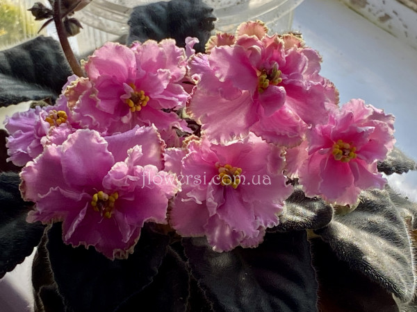 Фиалка Hallo There (Boone)