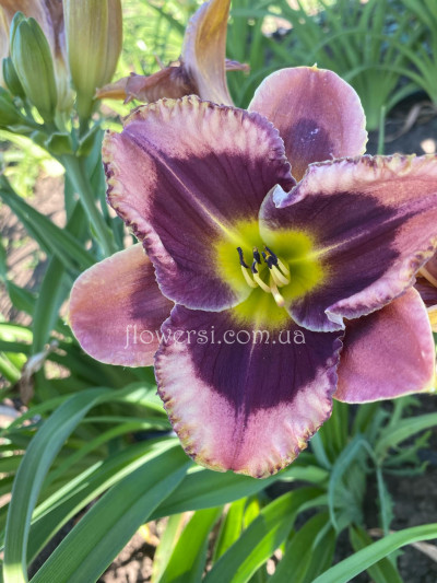 Лилейник № 26