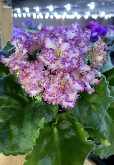  Фиалка РМ-Звезда Регул