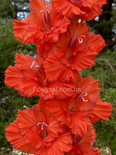 Красний Їжак